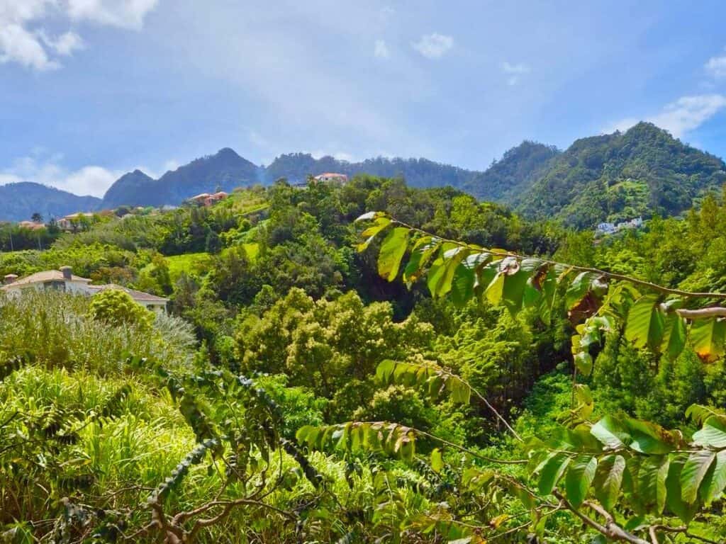 Prachtige bananenbladeren tegen een heuvelachtige achtergrond en blauwe lucht op Madeira, mooie plek om te kamperen op Madeira.